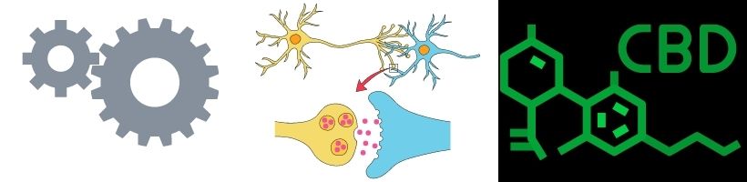 CBD olie Mechanisme tegen Pijn
